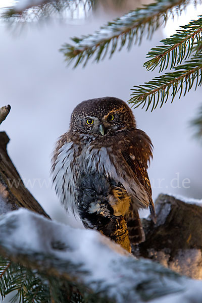 Sperlingskauz (Glaucidium passerinum)