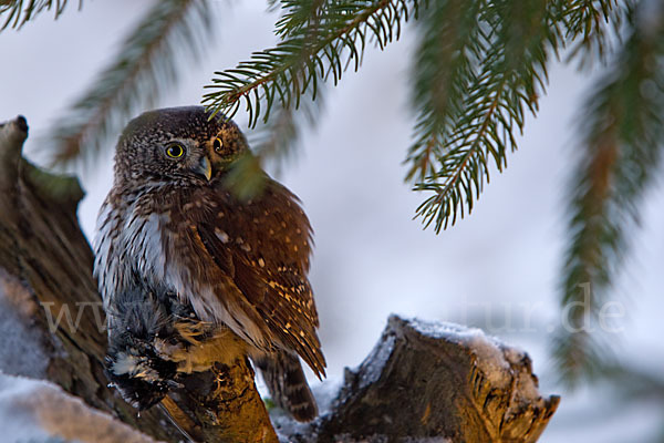 Sperlingskauz (Glaucidium passerinum)