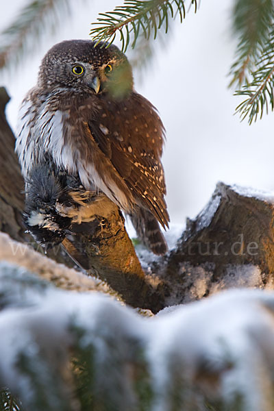 Sperlingskauz (Glaucidium passerinum)