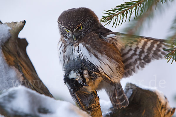 Sperlingskauz (Glaucidium passerinum)