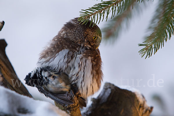 Sperlingskauz (Glaucidium passerinum)