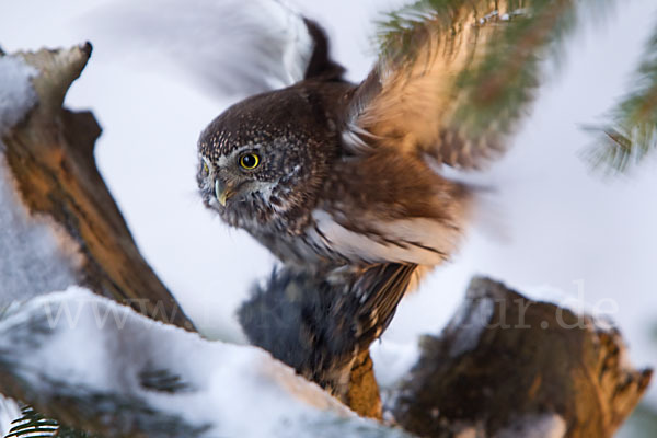 Sperlingskauz (Glaucidium passerinum)