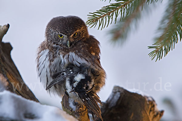 Sperlingskauz (Glaucidium passerinum)