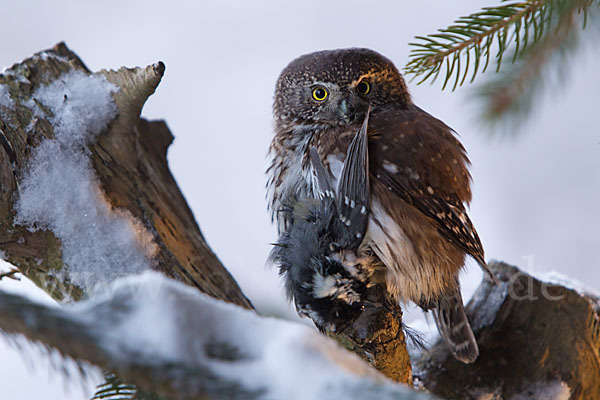 Sperlingskauz (Glaucidium passerinum)