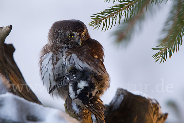 Sperlingskauz (Glaucidium passerinum)