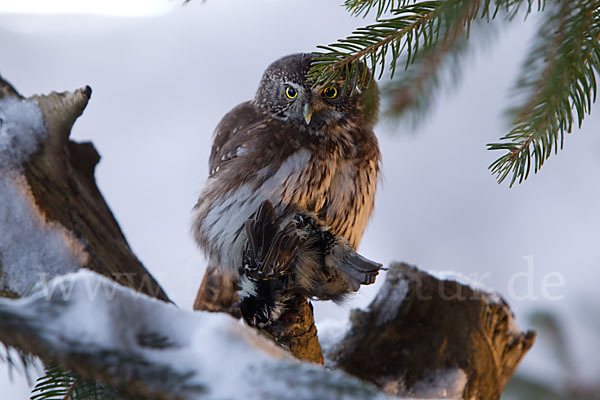 Sperlingskauz (Glaucidium passerinum)