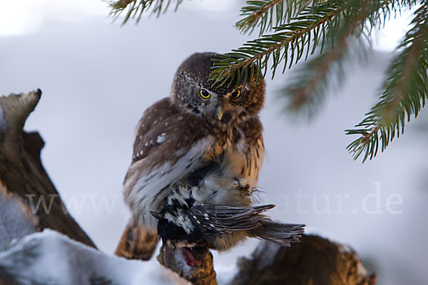 Sperlingskauz (Glaucidium passerinum)