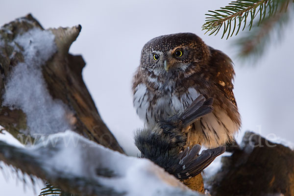 Sperlingskauz (Glaucidium passerinum)