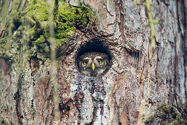 Sperlingskauz (Glaucidium passerinum)