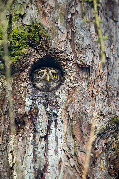 Sperlingskauz (Glaucidium passerinum)