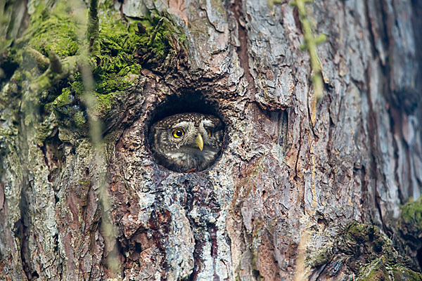 Sperlingskauz (Glaucidium passerinum)