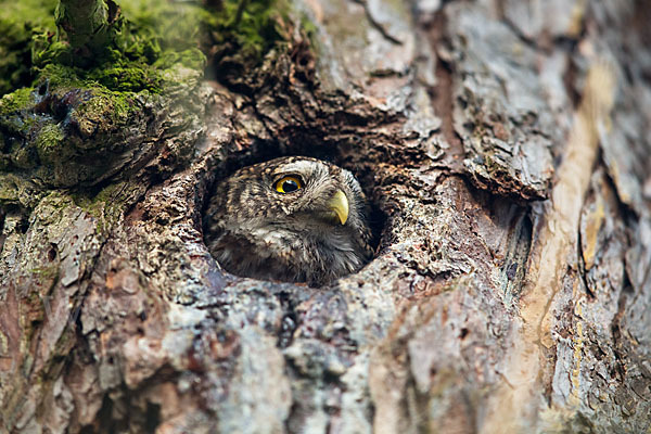 Sperlingskauz (Glaucidium passerinum)