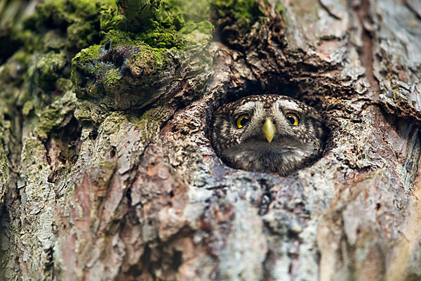 Sperlingskauz (Glaucidium passerinum)