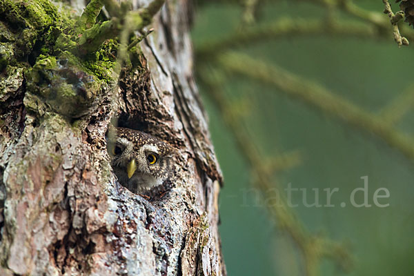 Sperlingskauz (Glaucidium passerinum)