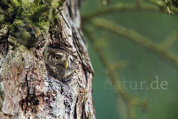 Sperlingskauz (Glaucidium passerinum)