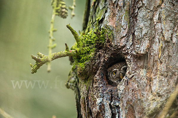 Sperlingskauz (Glaucidium passerinum)