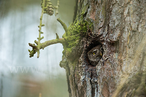 Sperlingskauz (Glaucidium passerinum)