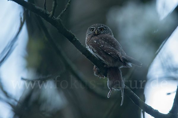 Sperlingskauz (Glaucidium passerinum)