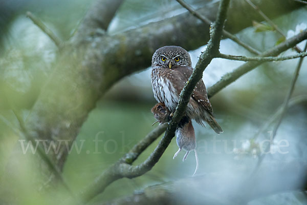 Sperlingskauz (Glaucidium passerinum)