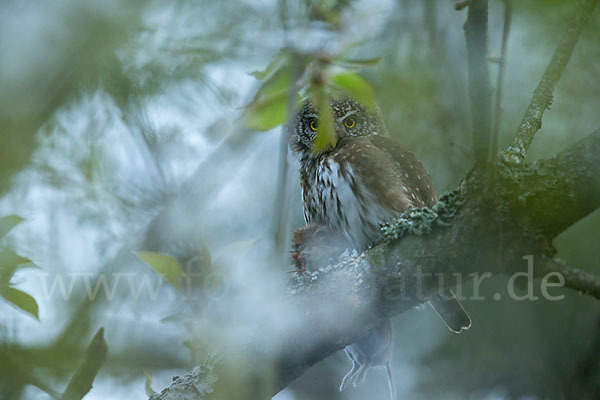 Sperlingskauz (Glaucidium passerinum)