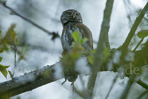 Sperlingskauz (Glaucidium passerinum)