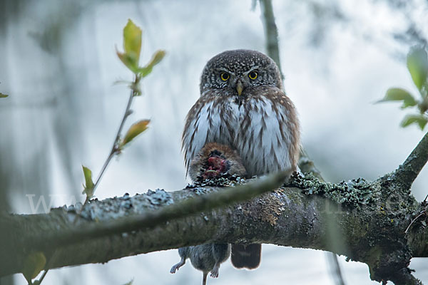 Sperlingskauz (Glaucidium passerinum)