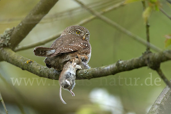 Sperlingskauz (Glaucidium passerinum)