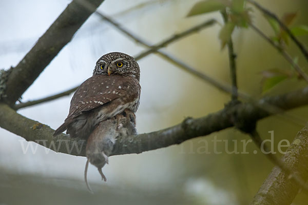 Sperlingskauz (Glaucidium passerinum)