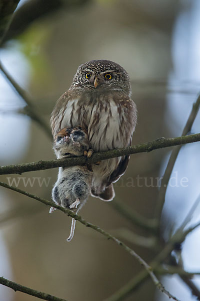 Sperlingskauz (Glaucidium passerinum)