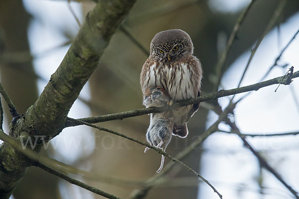 Sperlingskauz (Glaucidium passerinum)