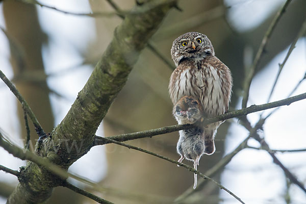 Sperlingskauz (Glaucidium passerinum)