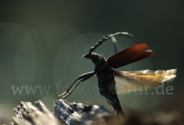 Spießbock (Cerambyx nodulosus)