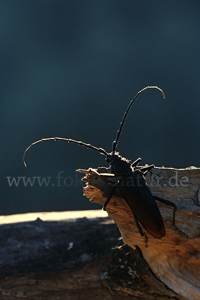 Spießbock (Cerambyx nodulosus)