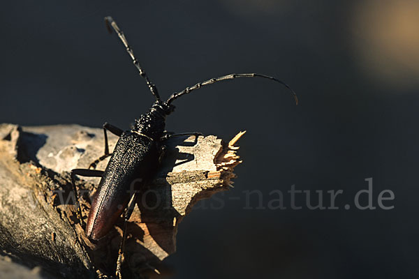 Spießbock (Cerambyx nodulosus)