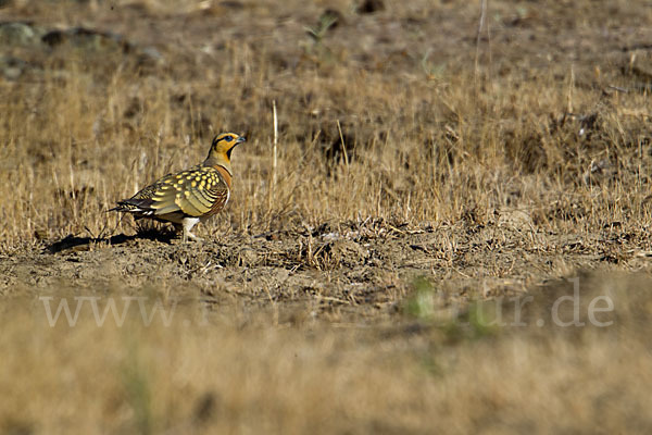 Spießflughuhn (Pterocles alchata)