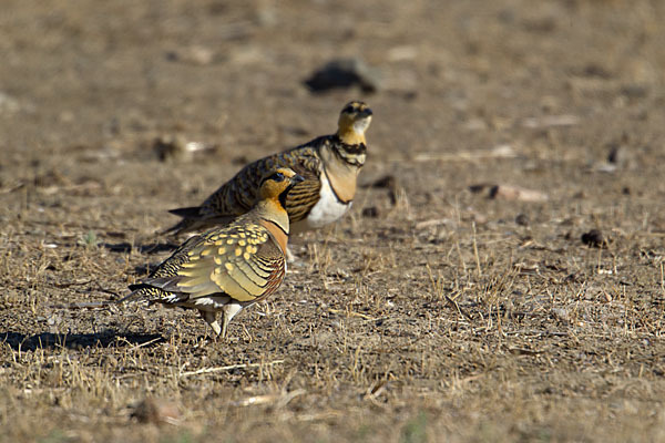 Spießflughuhn (Pterocles alchata)