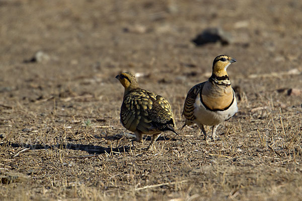 Spießflughuhn (Pterocles alchata)