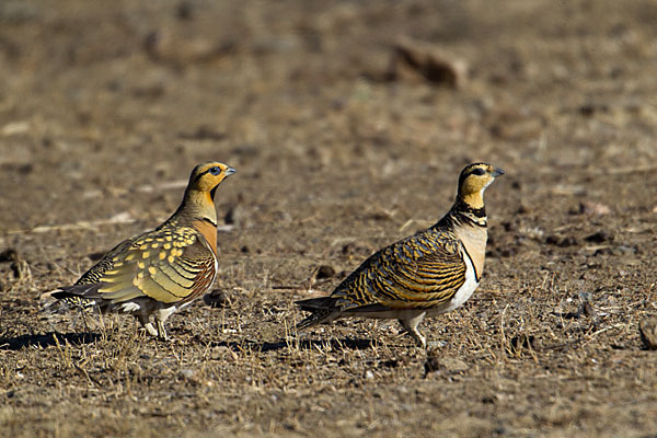 Spießflughuhn (Pterocles alchata)