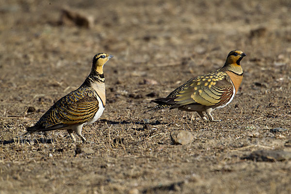 Spießflughuhn (Pterocles alchata)