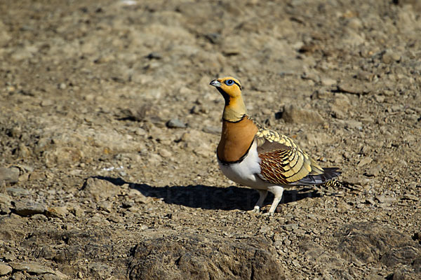 Spießflughuhn (Pterocles alchata)