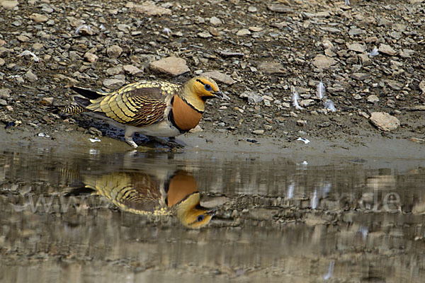 Spießflughuhn (Pterocles alchata)