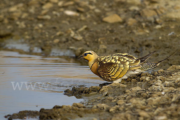 Spießflughuhn (Pterocles alchata)