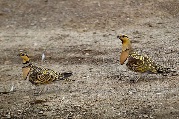 Spießflughuhn (Pterocles alchata)