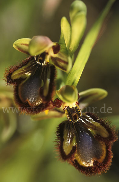 Spiegel-Ragwurz (Ophrys speculum)