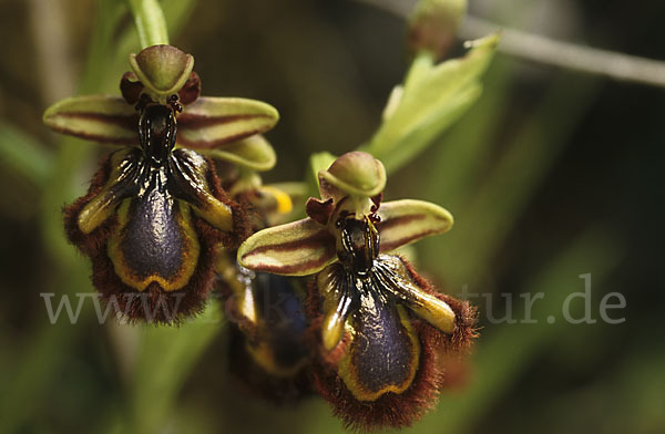 Spiegel-Ragwurz (Ophrys speculum)