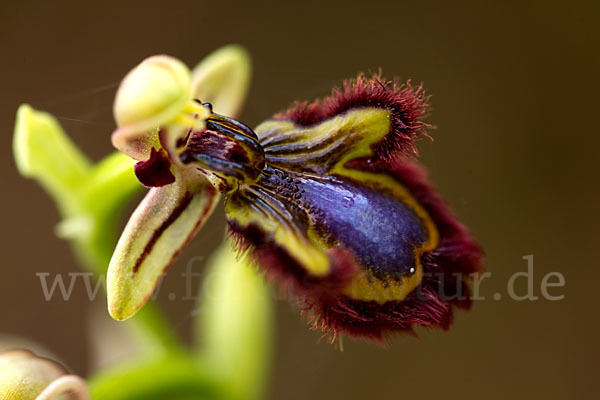 Spiegel-Ragwurz (Ophrys speculum)