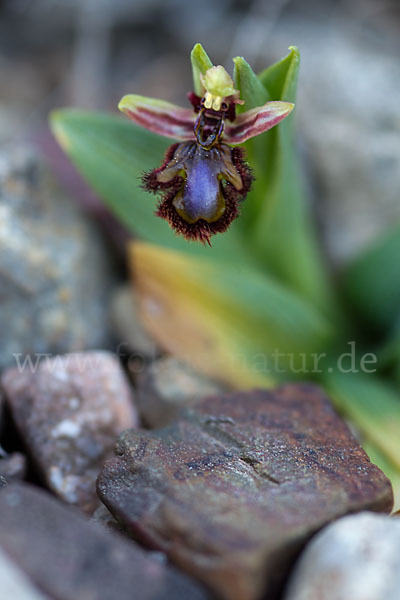 Spiegel-Ragwurz (Ophrys speculum)