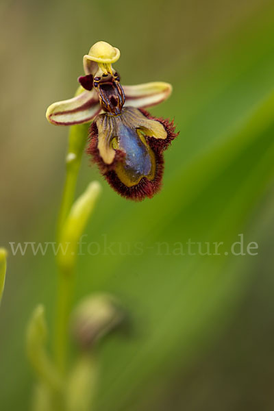 Spiegel-Ragwurz (Ophrys speculum)