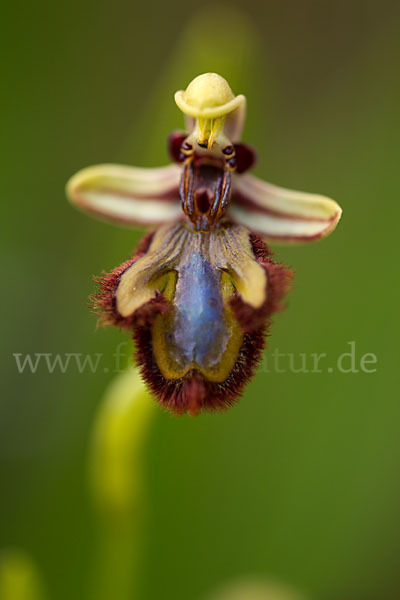 Spiegel-Ragwurz (Ophrys speculum)