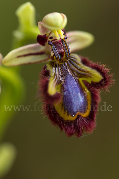 Spiegel-Ragwurz (Ophrys speculum)